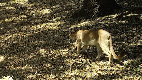 Image of a mountain lion walking towards the left 